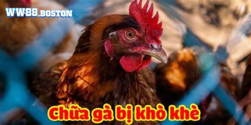 Làm thế nào để nhận biết gà chọi bị thở khò khè?